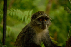 Cercopithecus mitis albogularis