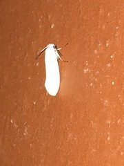 Prodoxidae