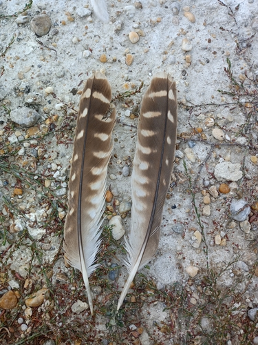 Plume de Faucon sacre