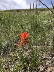 Castilleja integra