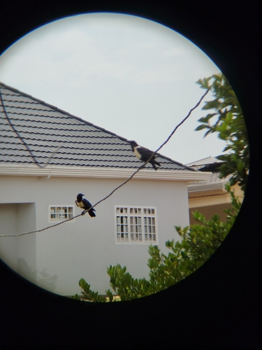 Pied Crow