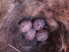 Myiarchus cinerascens