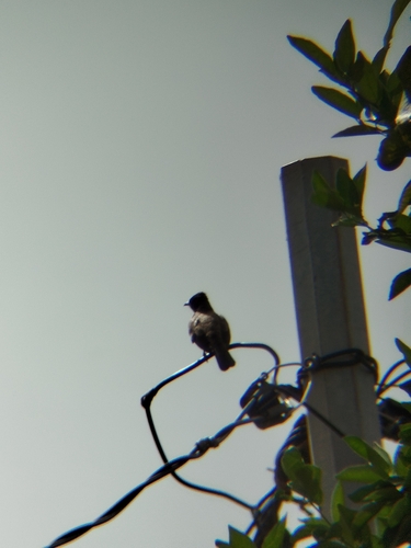 Common Bulbul