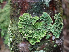 Pseudocyphellaria episticta