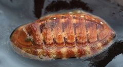 Tripoplax trifida