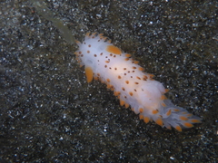 Crimora coneja