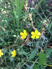 Ranunculus petiolaris