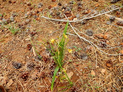Triteleia ixioides anilina