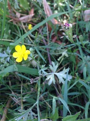 Ranunculus petiolaris