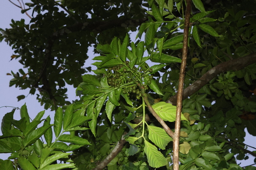 Leea philippinensis, photograph 4