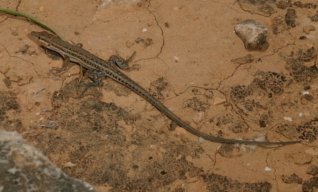 Southern-Arabian Desert Lizard