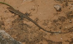 Southern-Arabian Desert Lizard photo 1