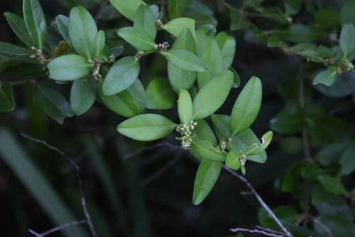 Buxus liukiuensis (Buxus liukiuensis)
