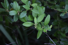 (c) 林正文, some rights reserved (CC BY) Buxus liukiuensis, photograph (c) 林正文, some rights reserved (CC BY)