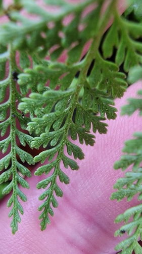 Paesia scaberula (Paesia scaberula)