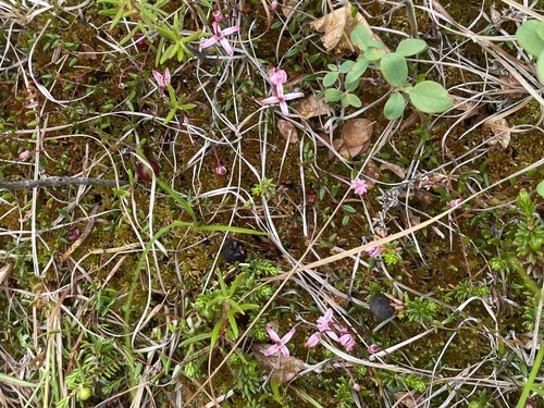 Vaccinium microcarpum iNat (2)