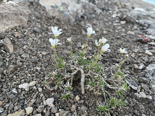 Minuartia arctica iNat (3)