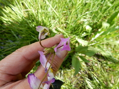 Primula jeffreyi