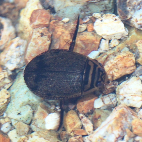 Acilius kishii