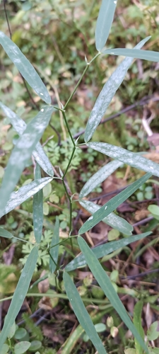 Vicia venosa iNat (3)