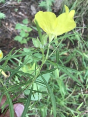 Calylophus