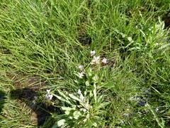 Primula jeffreyi