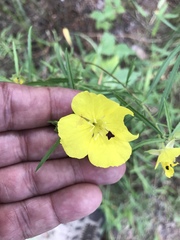 Calylophus