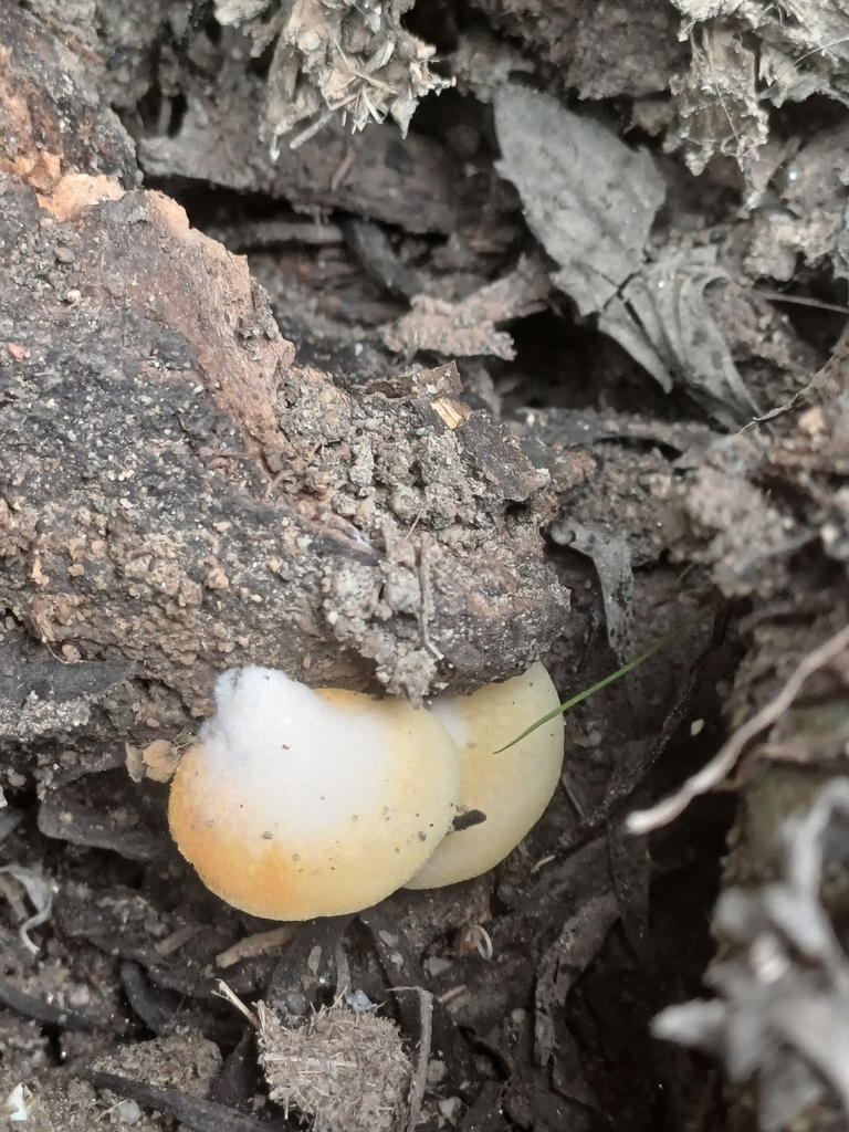 Crepidotus brunswickianus · August 2024 · photo: © aparra007 (iNaturalist, cc-by-nc)