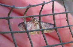 Conogethes haemactalis