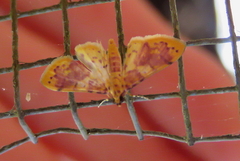 Conogethes haemactalis