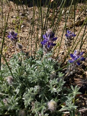 Lupinus breweri