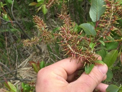 Salix pyrifolia