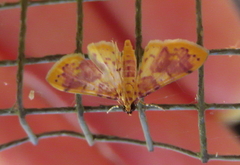 Conogethes haemactalis