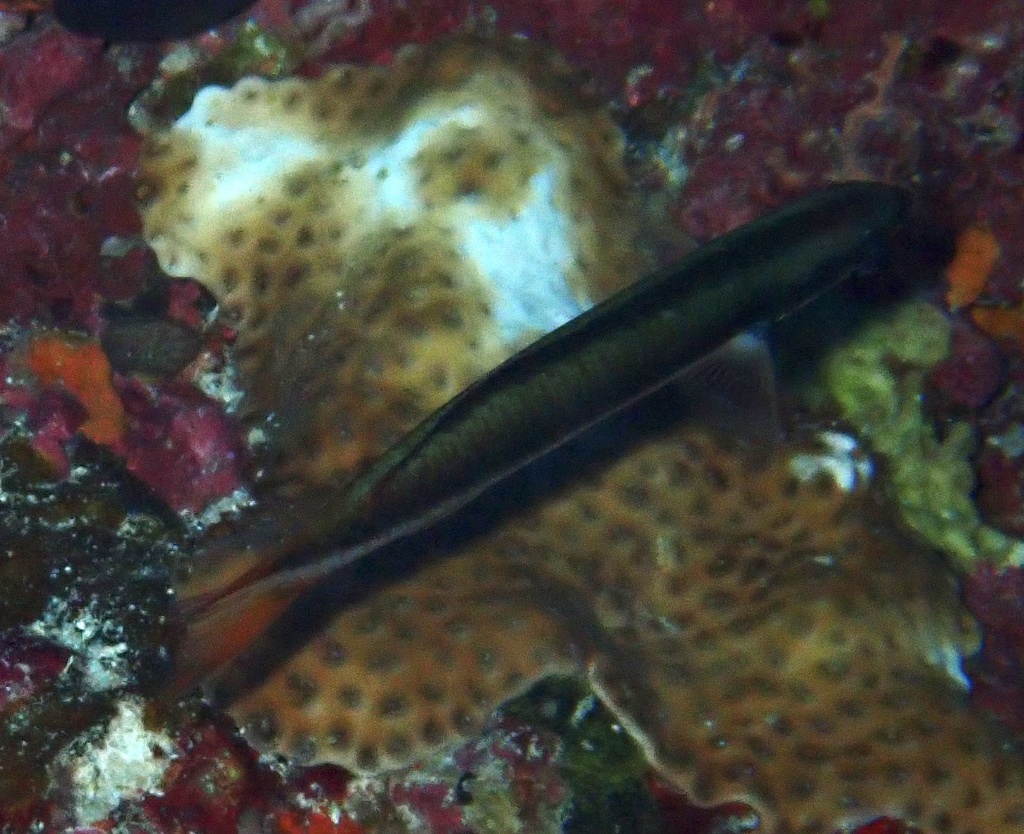 Bluntheaded wrasse