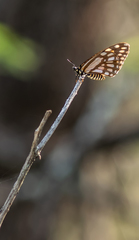 Baronia brevicornis brevicornis