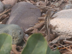 Sceloporus albiventris