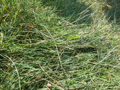 Image of Isolepis setacea by (c) Sean Hartnett, some rights reserved (CC BY)