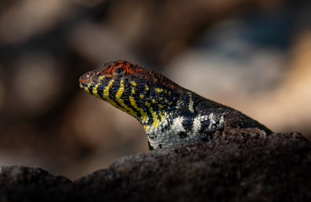 Boulder Spiny Lizard