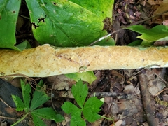 Perenniporia bostonensis