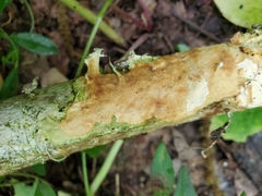 Perenniporia bostonensis