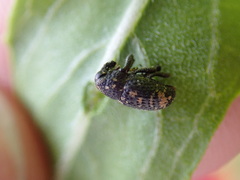 Tyloderma foveolatum