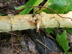 Perenniporia bostonensis