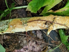 Perenniporia bostonensis