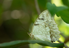Morpho polyphemus polyphemus