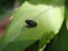 Tyloderma foveolatum