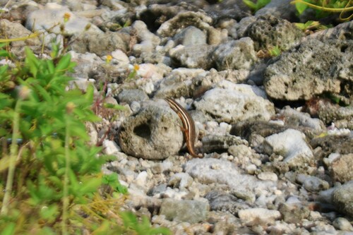 Cuming's Mabuya, Eutropis cumingi