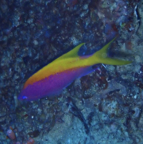 Photo of Evans' anthias (Pseudanthias evansi)