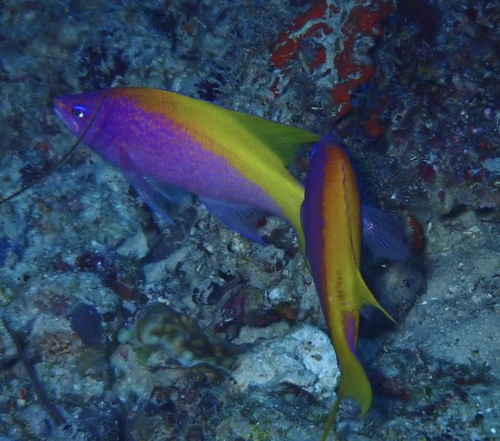 Photo of Evans' anthias (Pseudanthias evansi)