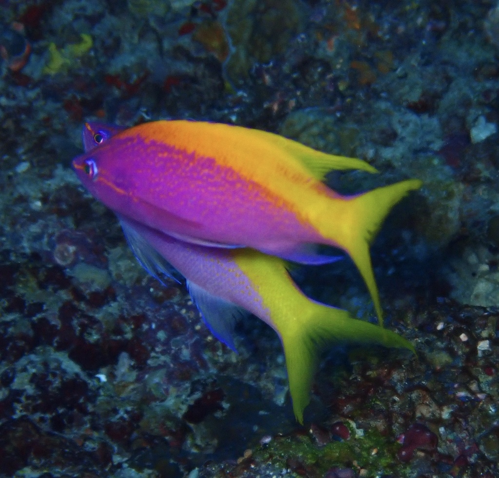 Photo of Evans' anthias (Pseudanthias evansi)