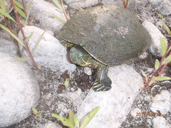 Trachemys ornata